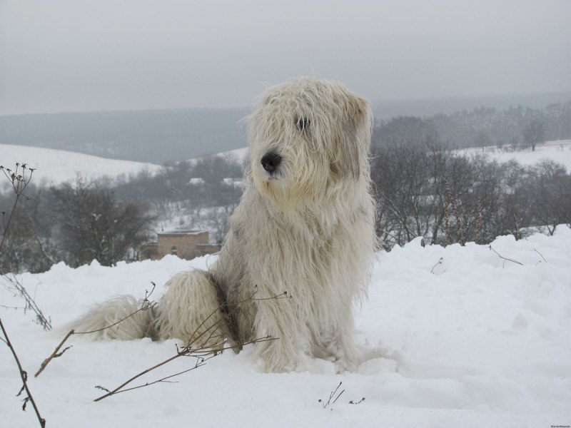 Южнорусская овчарка / Yuzhnorusskaya Ovcharka (South Russian Shepherd Dog) (326) к