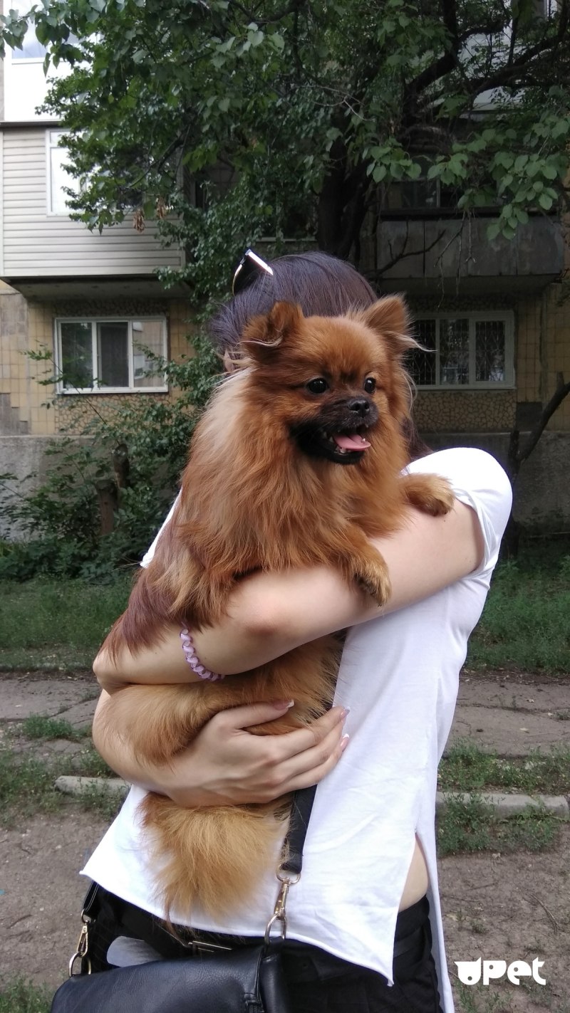 Шпиц Пекинес