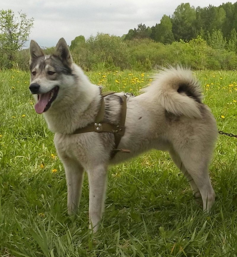 Западно Сибирская лайка