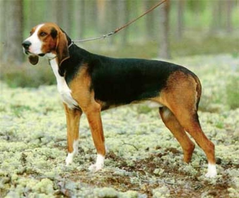Охотничий Бигль