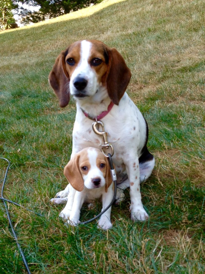Shorthaired Pointer порода