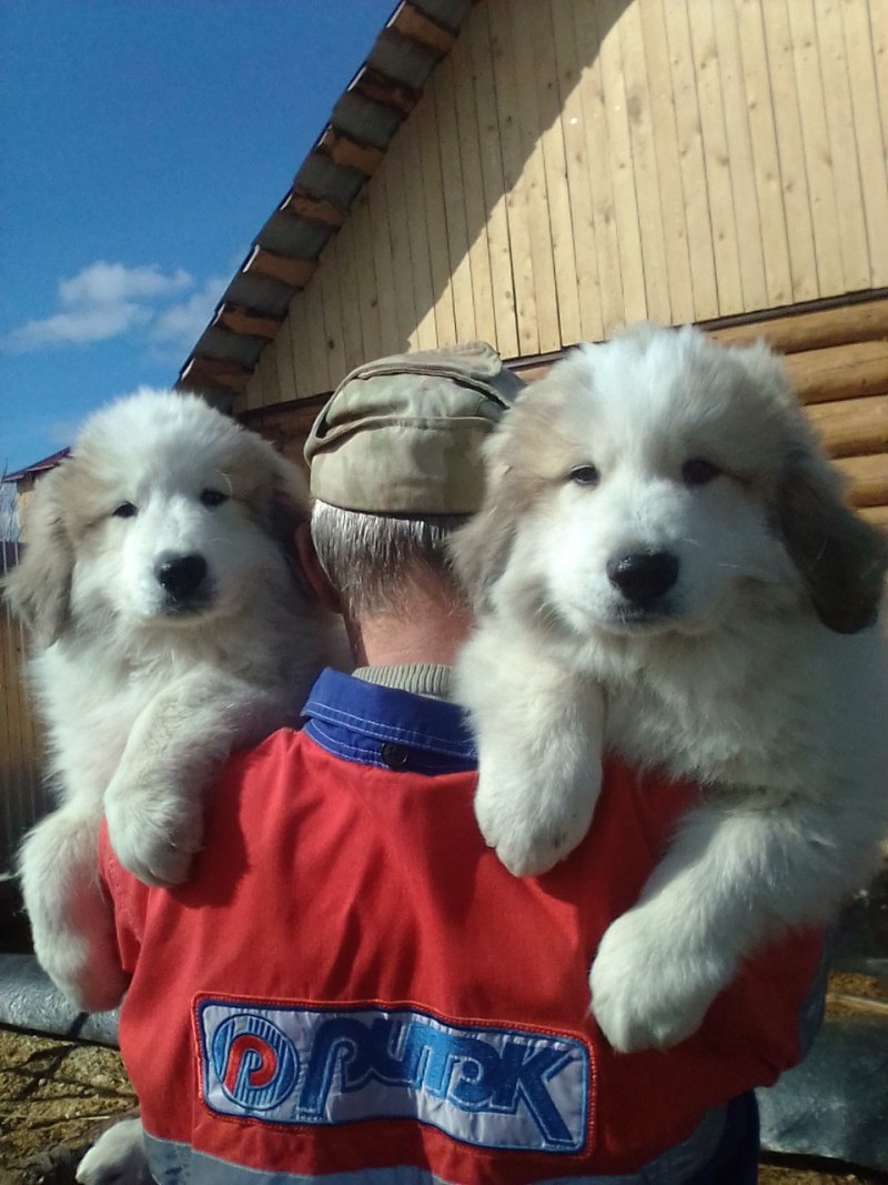 Собака Пириней Пиренейская Горная