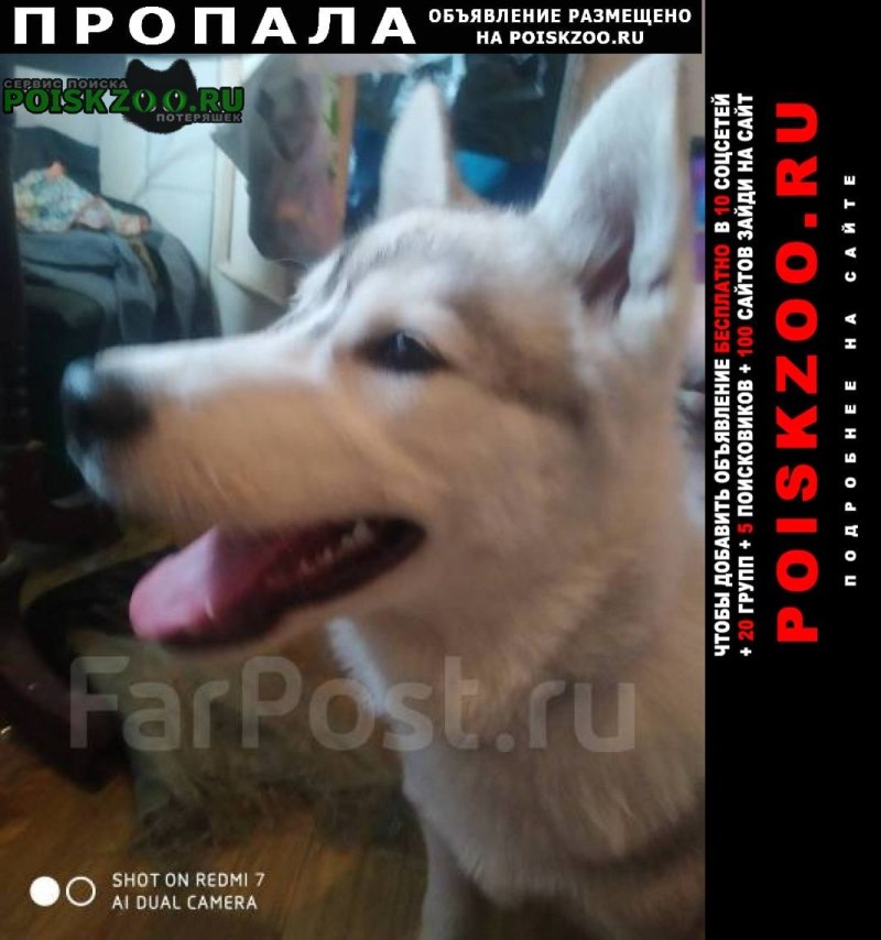 Морда собаки крупным планом