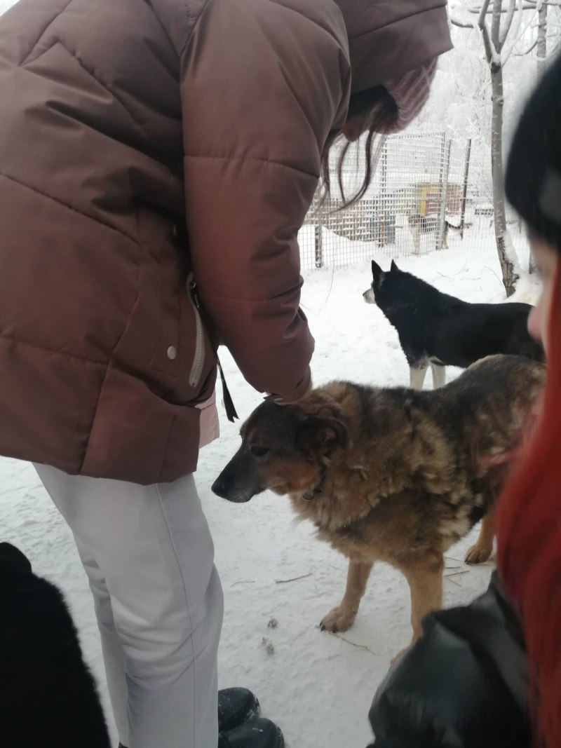 Домашние животные