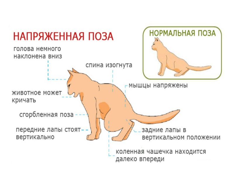 Гастроэнтерит у животных