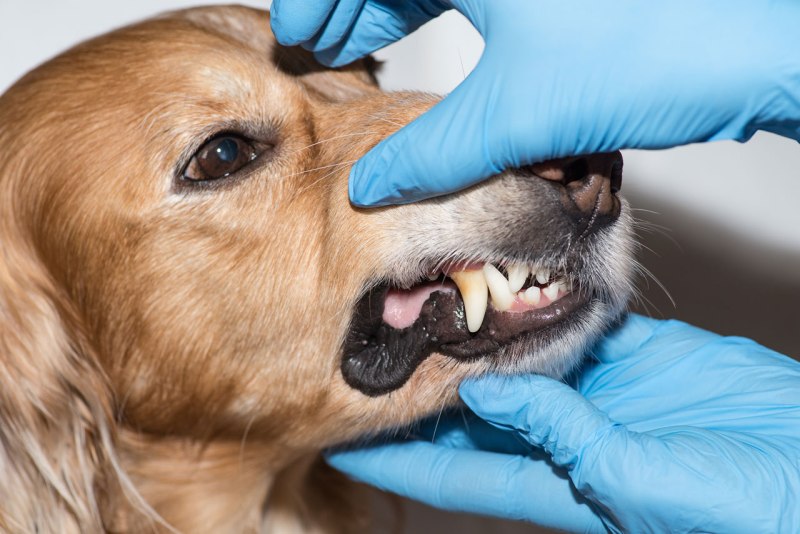 Horrible hundred Puppy Mills 2020