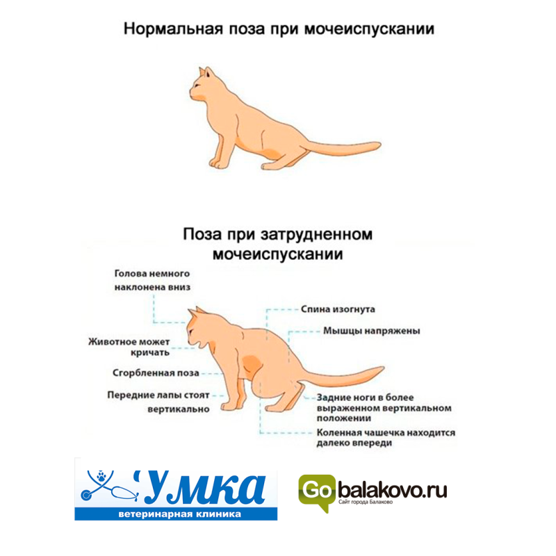 Увеличенные почки у собаки