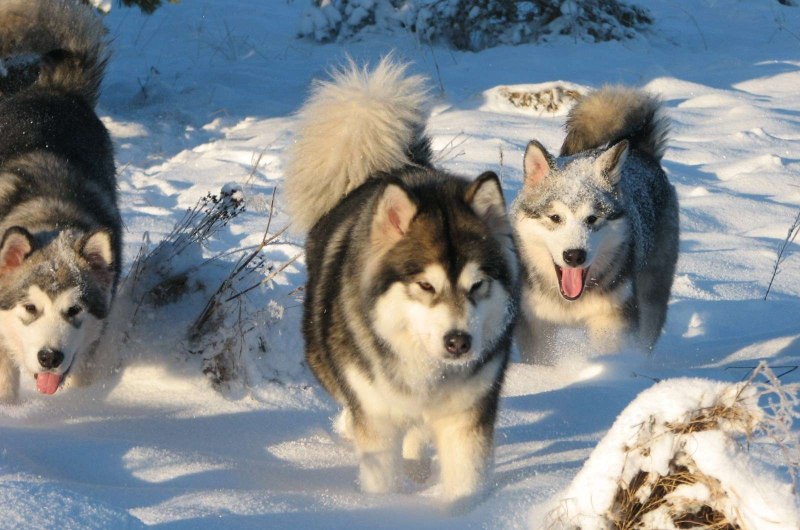 Аляскинский маламут Коцебу