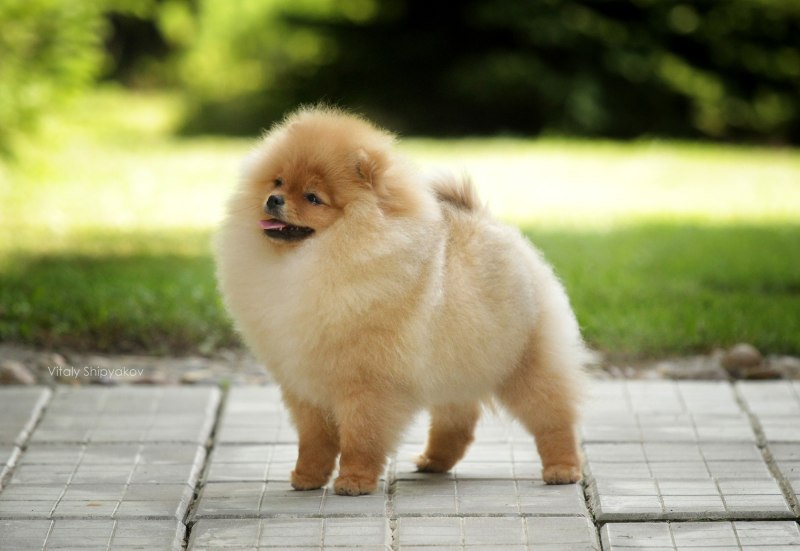 Pk Pomeranian Adult 1,5кг д/взр. Померанского шпица с 12 мес.
