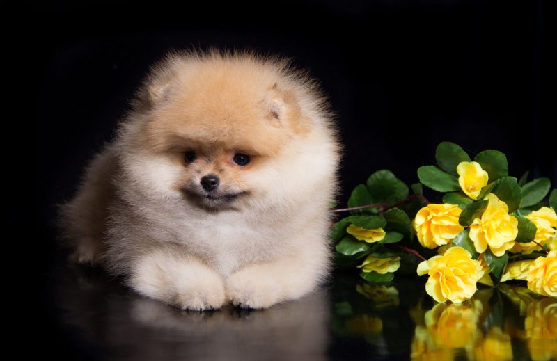 Померанский шпиц Boo