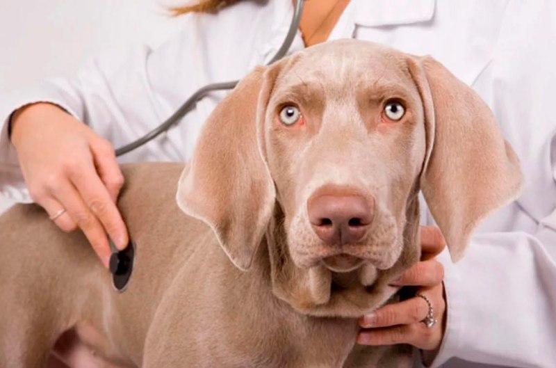 Professional vet