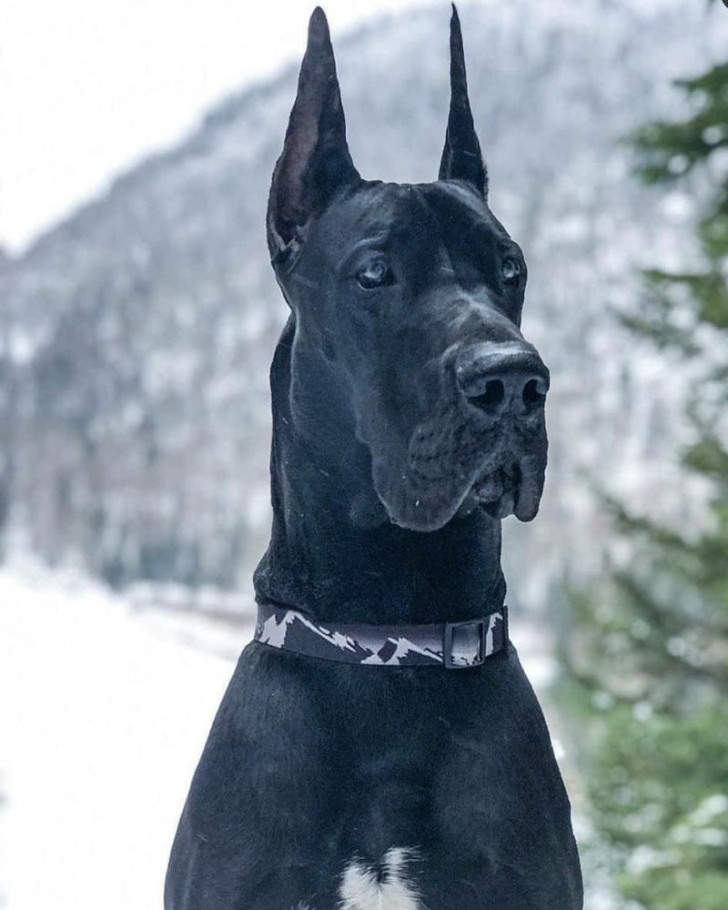 Королевский дог