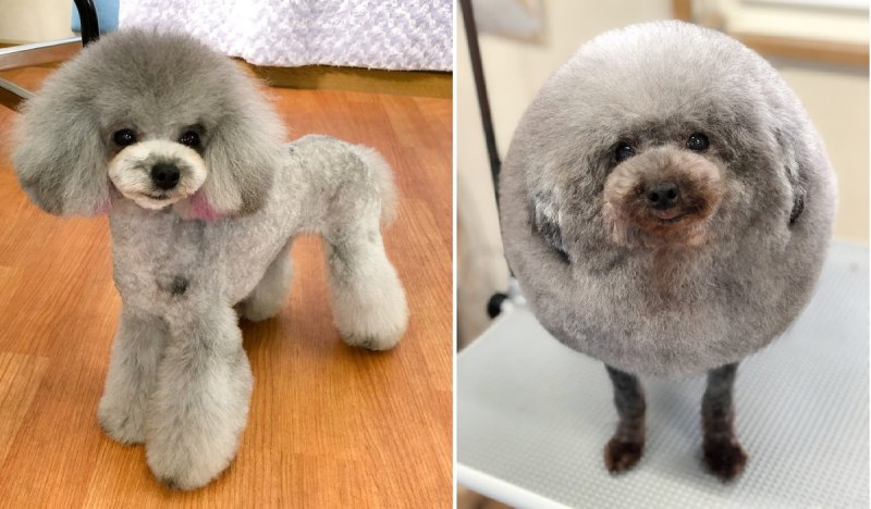 Короткая стрижка пуделя