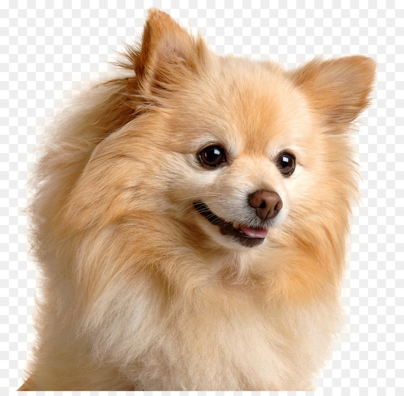 Немецкий шпиц