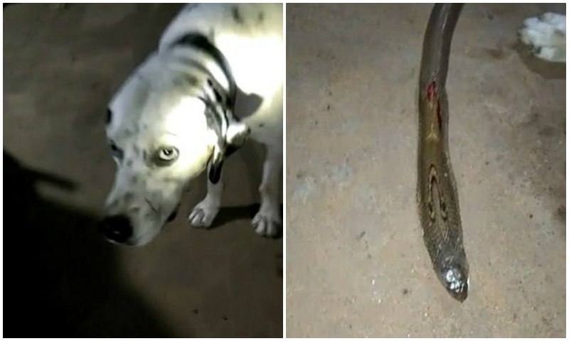 Poisoning Dog