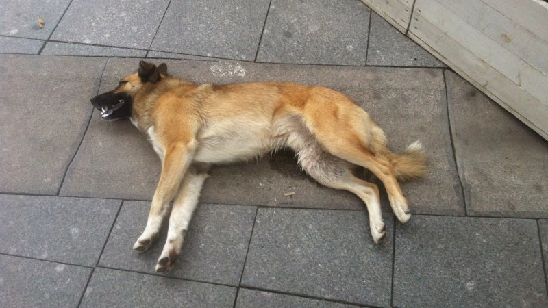 Вельш корги спит