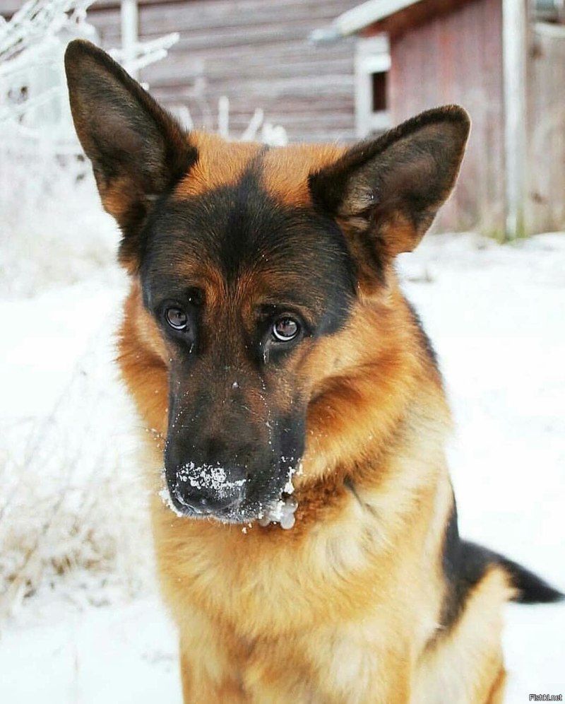 Овчарка Макс