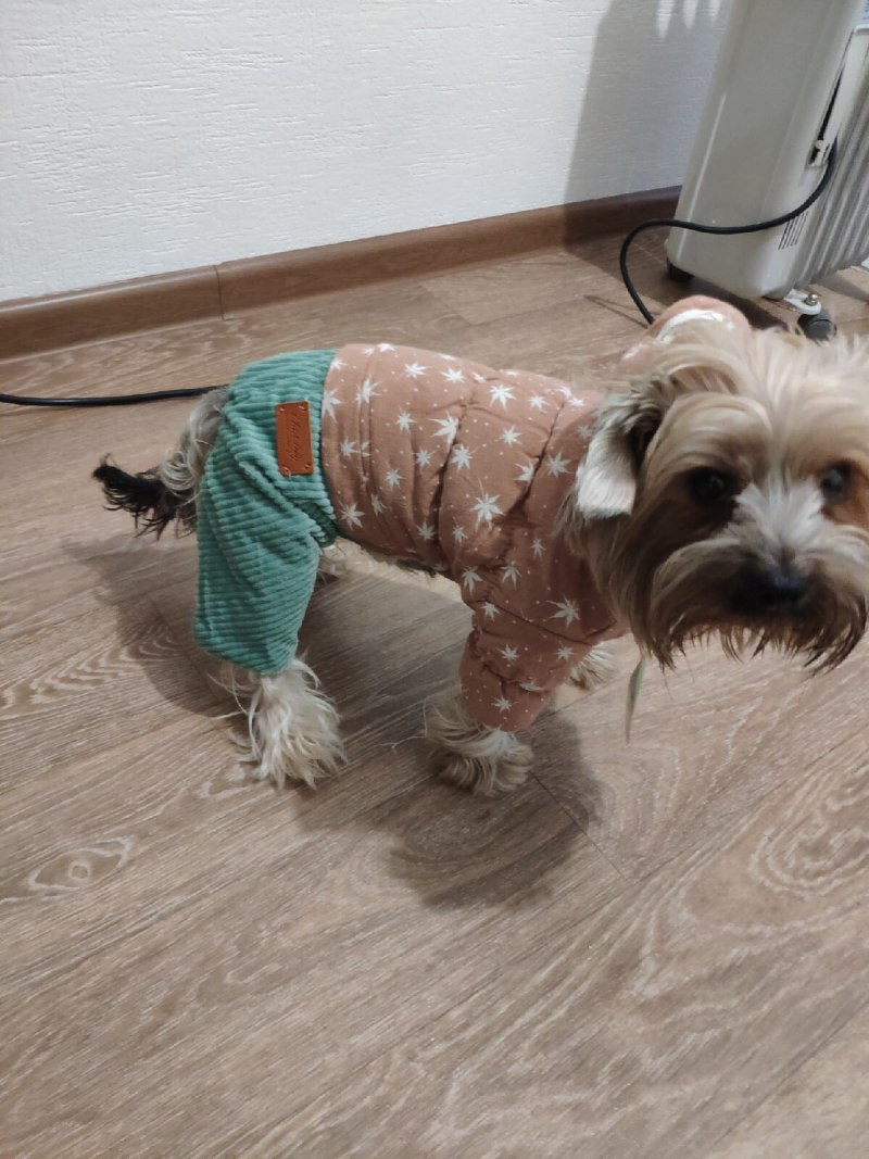 Немецкий шпиц и померанский