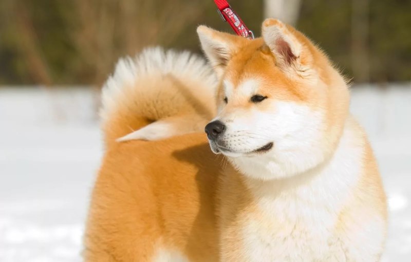 Киба ину
