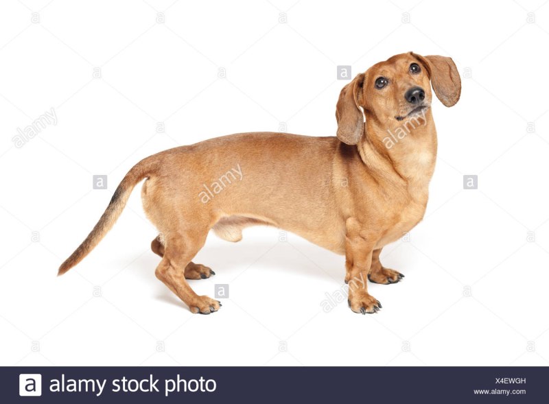 Мультяшные таксы