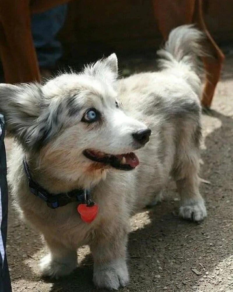 Корги дворняжка