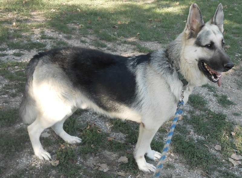 Окрас овчарки Golden Shepherd