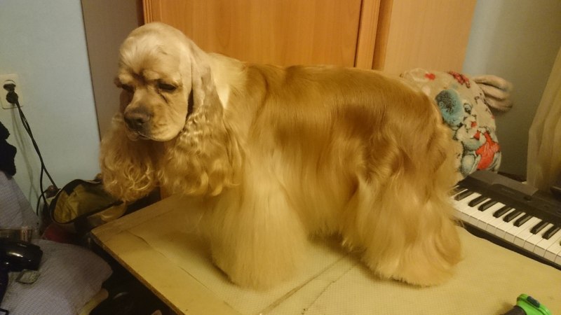 Нестриженный кокер спаниель