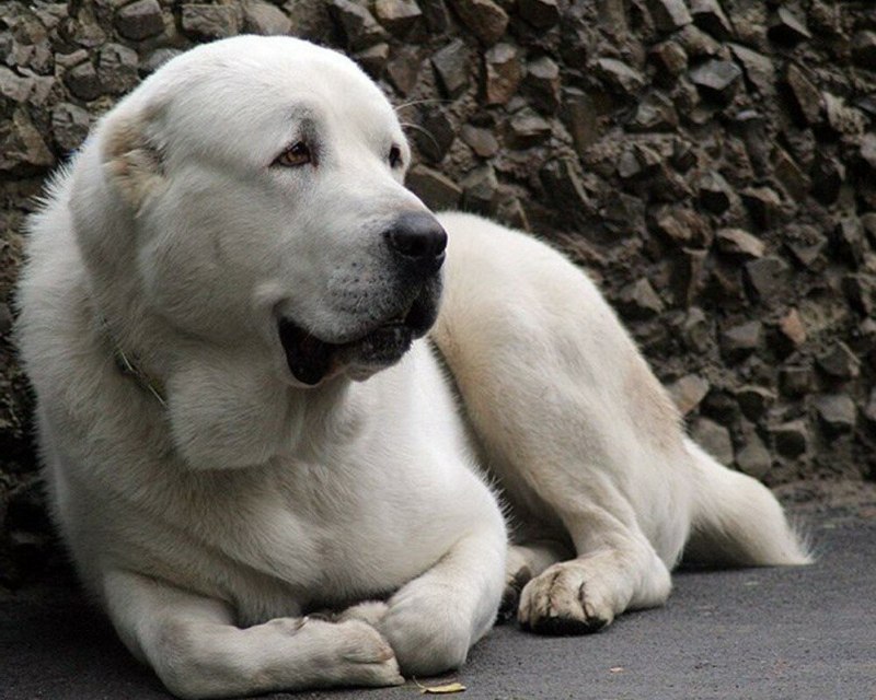 Алабай собака