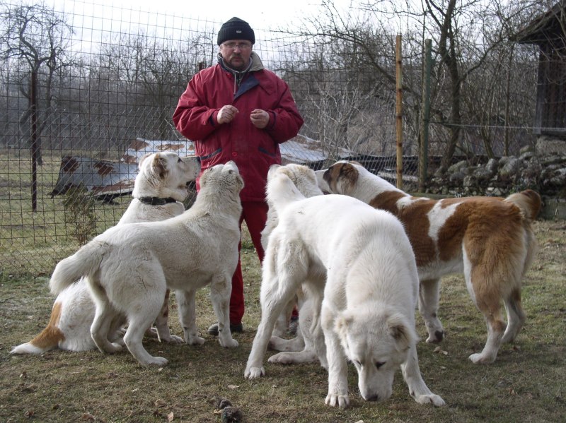 Королевский алабай
