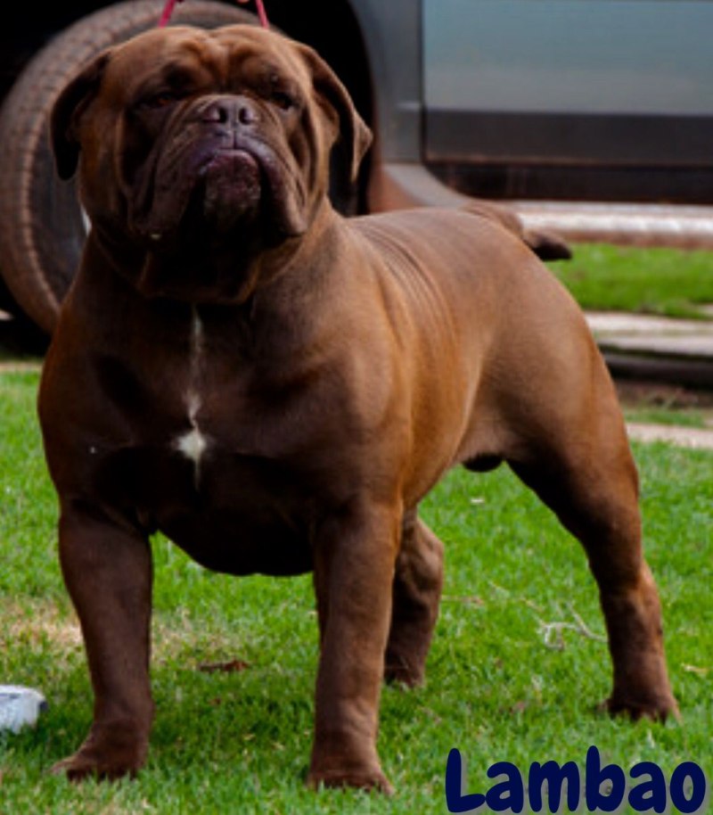 Bulldog Campeiro