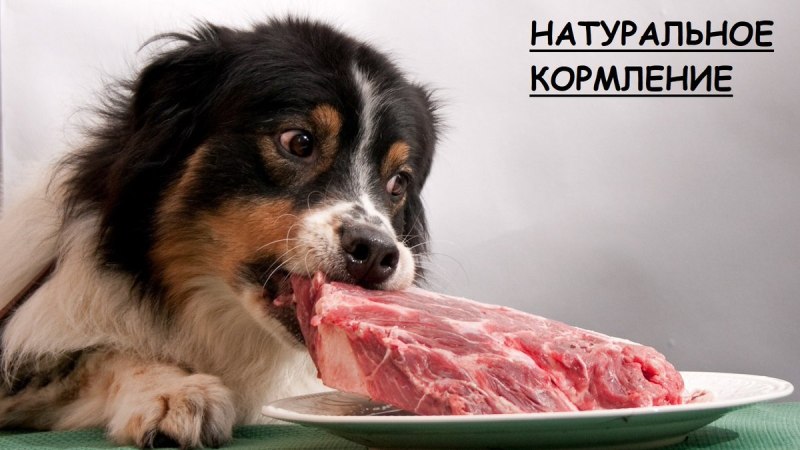 Собака ест цыплёнка