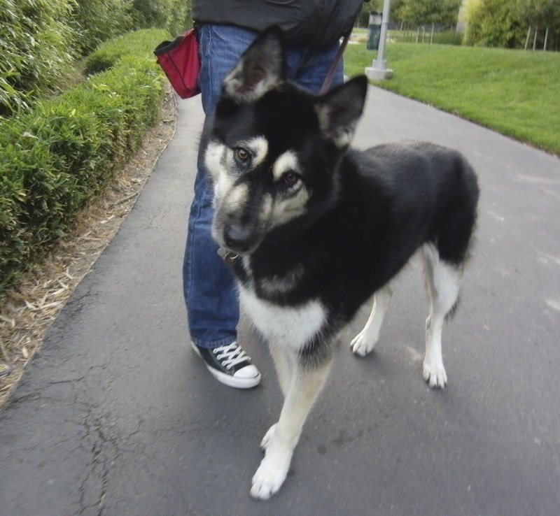 Gerberian Shepsky