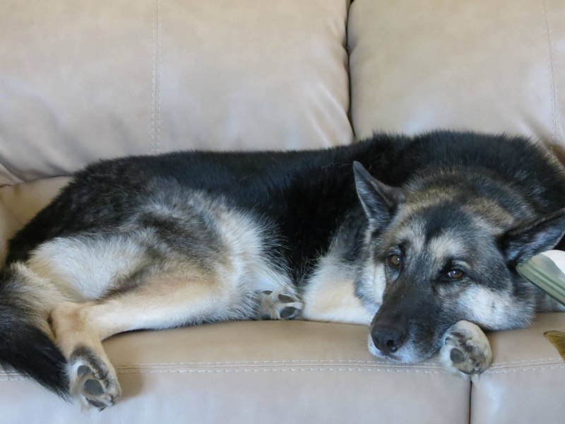 Gerberian Shepsky