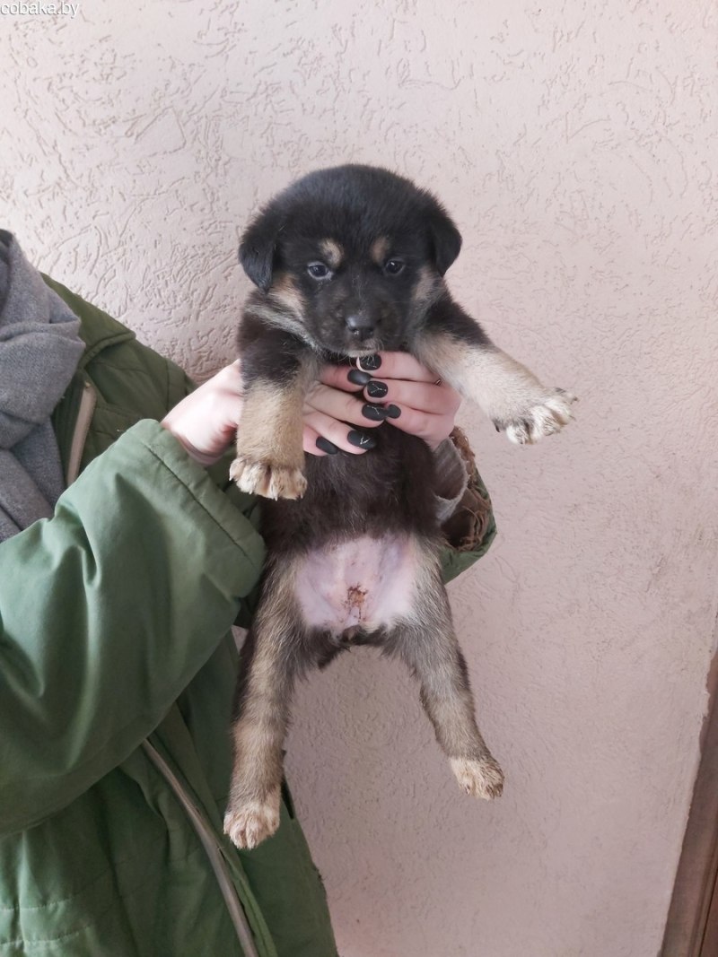 Alaskan Malamute Mix