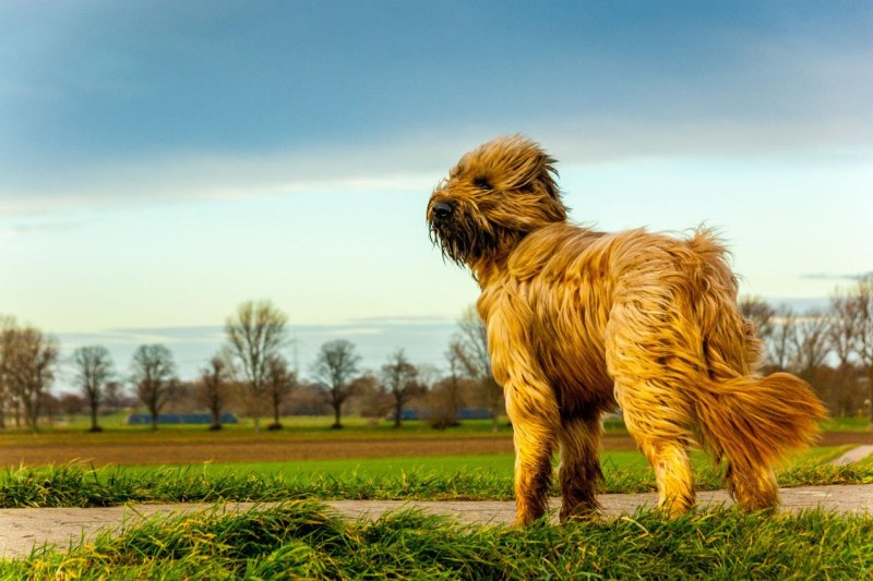 97. Briard