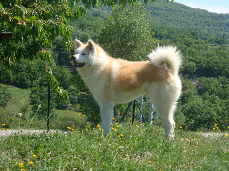 Акита ину флаффи