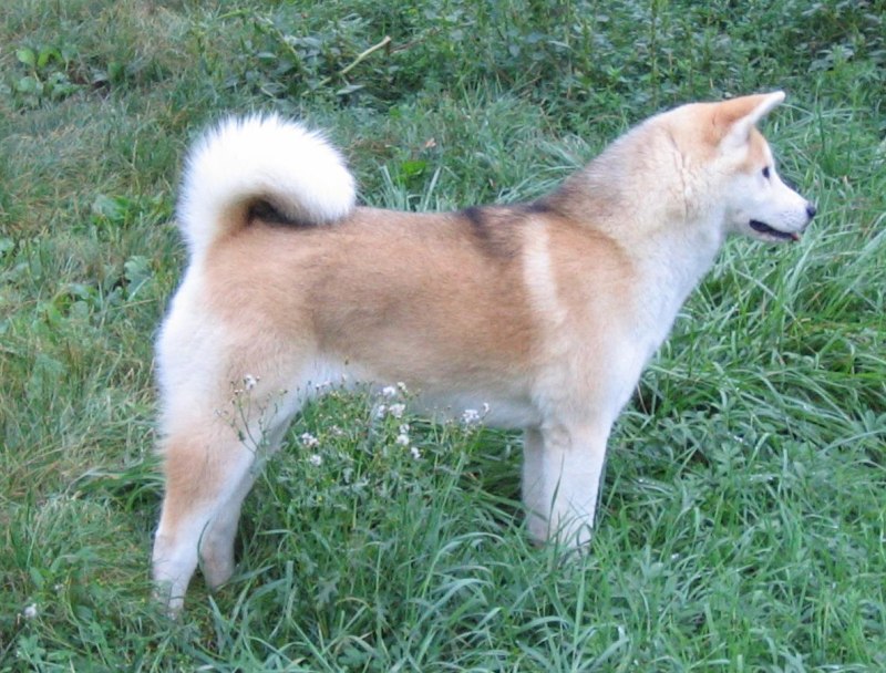 Мини Акита сиба