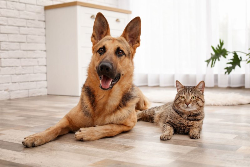 Домашние коты и собаки