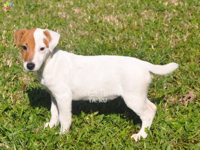Jack Russell Terrier