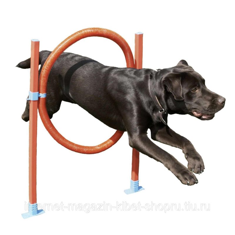 Agility для собак