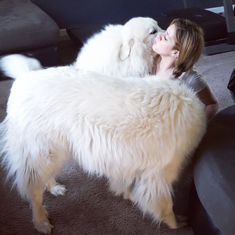 Great Pyrenees щенок