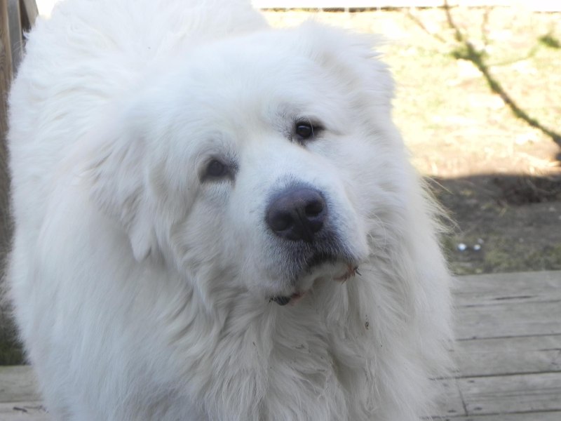 Shaved great Pyrenees