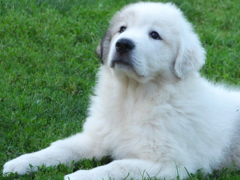 Great Pyrenees собака