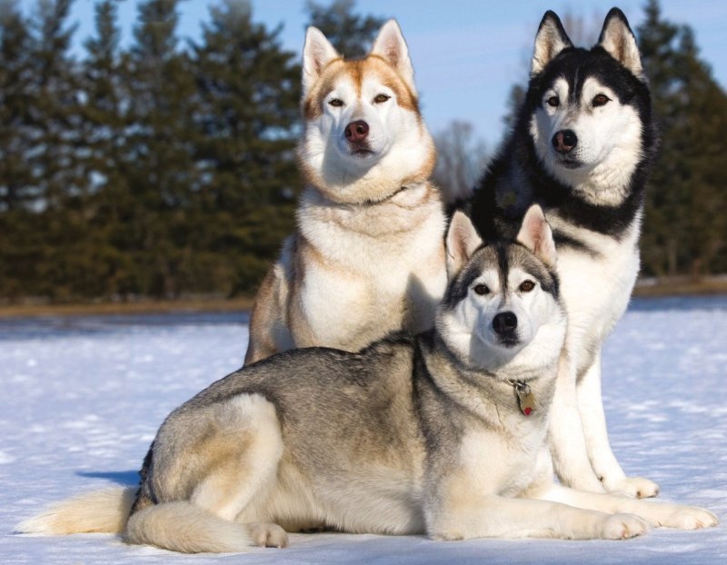 3 Хаски
