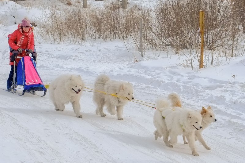 Самоедская лайка в упряжке