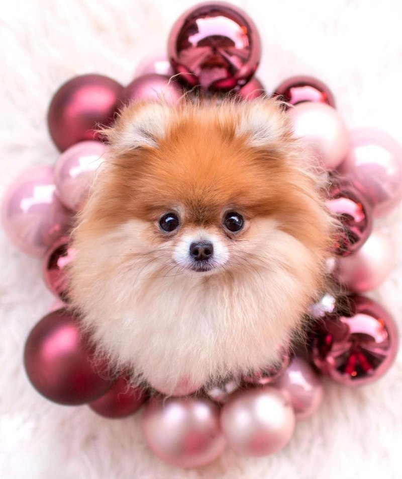Померанский шпиц Teacup Dog