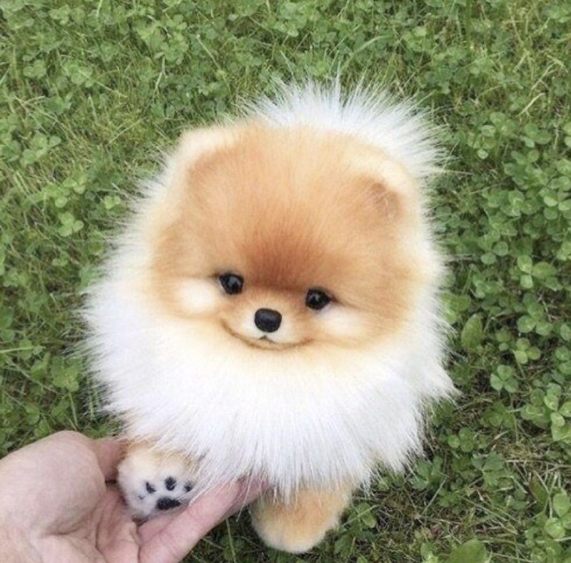 Померанский шпиц Teacup.