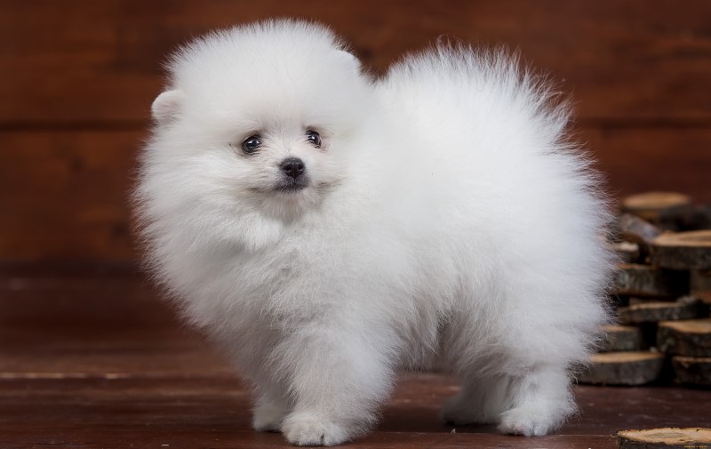 Померанский шпиц Boo