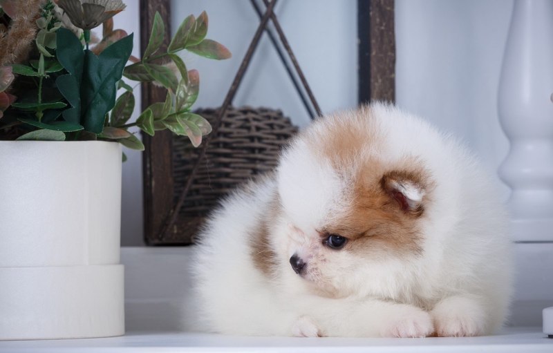 Померанский шпиц jiffpom белый