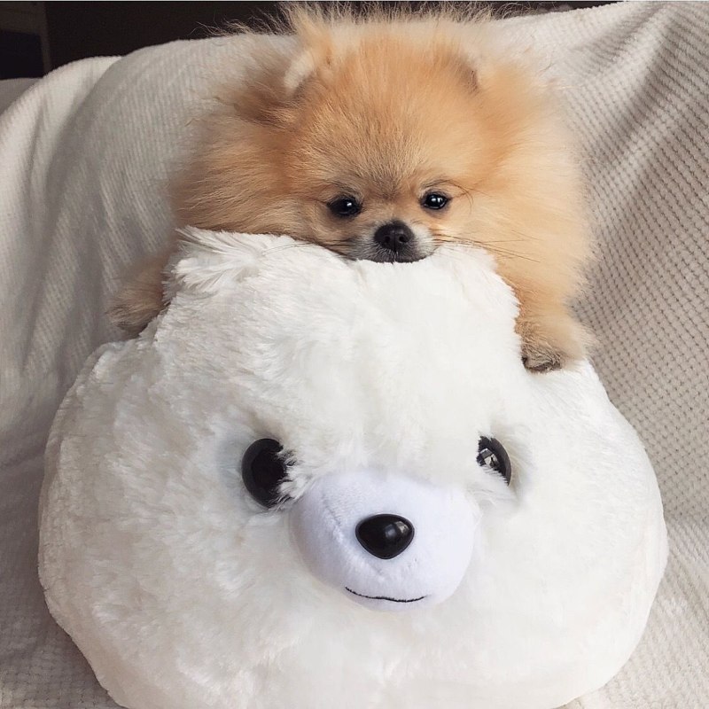 Померанский шпиц Teacup Dog
